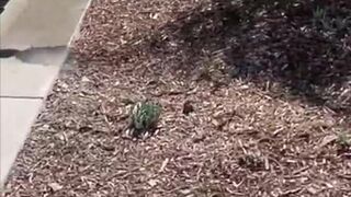 Viking Barbie and Dakota went over to the new houses that got built and asked the neighbor for a tour of his home snapchat premium 2021/02/24 porn