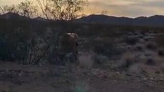 maddison morgan naked photoshoot on desert snapchat premium Adult Webcams porn cams sex