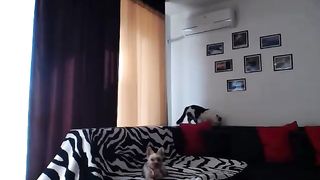 sweetandreea  fuck her cream-coloured pussycat on webcam show